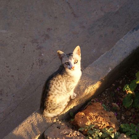 Vila Milo Daire Vuno Dış mekan fotoğraf