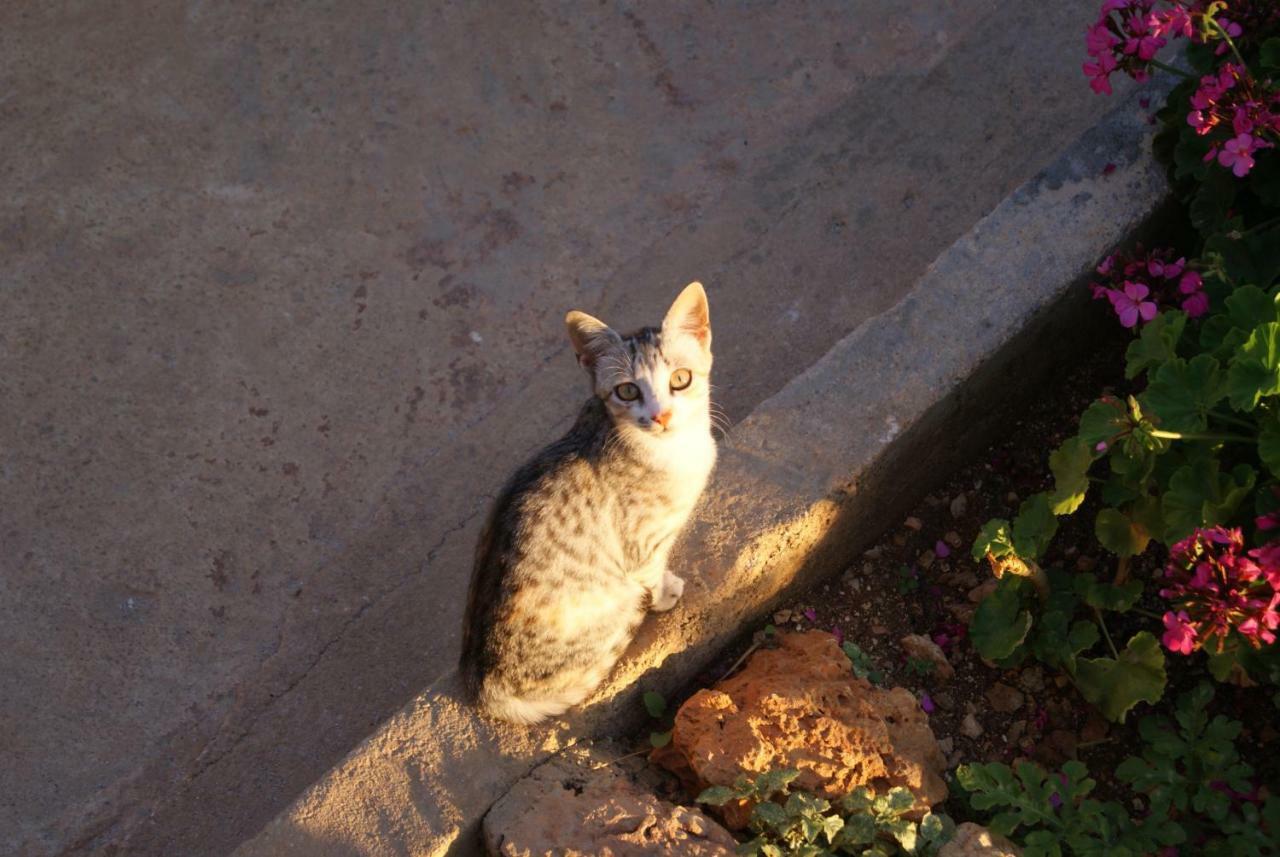 Vila Milo Daire Vuno Dış mekan fotoğraf